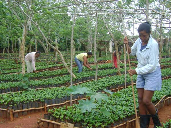 Viveros de café en Guantánamo