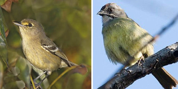 vireo de las Bahamas y el cabrerito de la ciénaga 