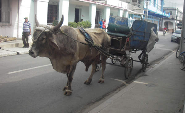 Animales de carga