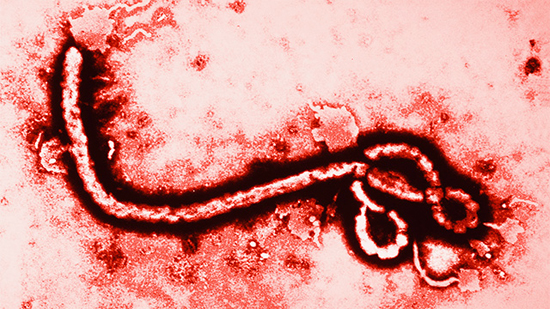 Virus Ébola