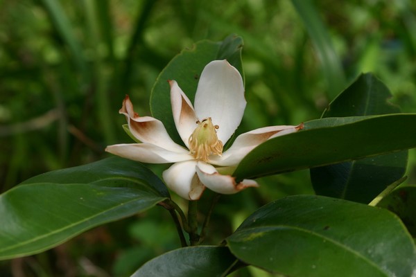 Las 50 plantas más amenazadas de Cuba - Juventud Rebelde - Diario de la  juventud cubana