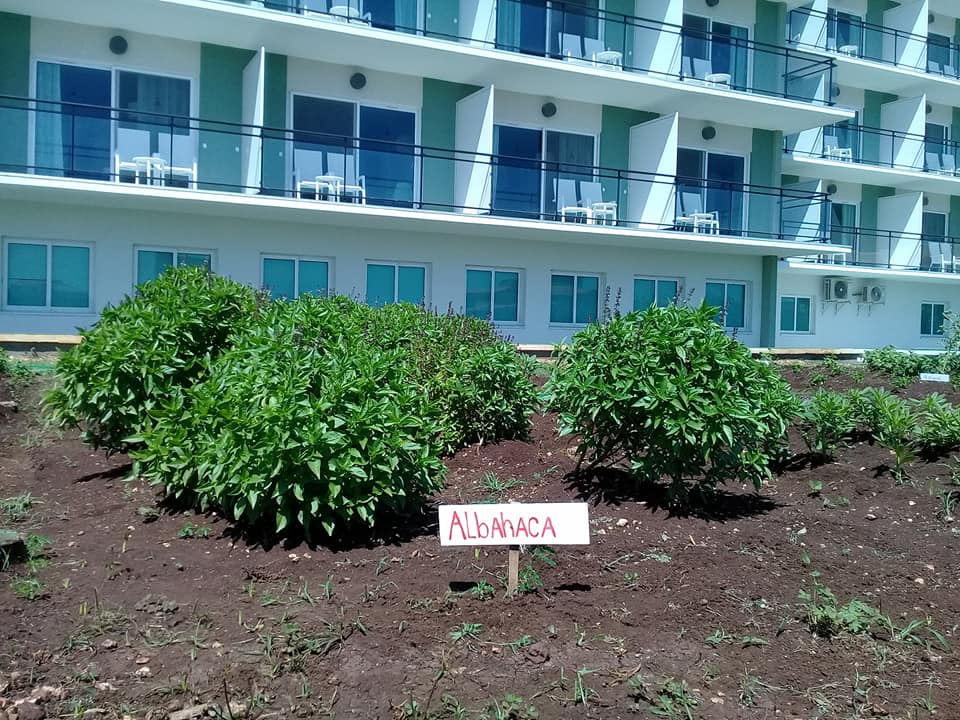 Huerto de vegetales en hotel de Varadero