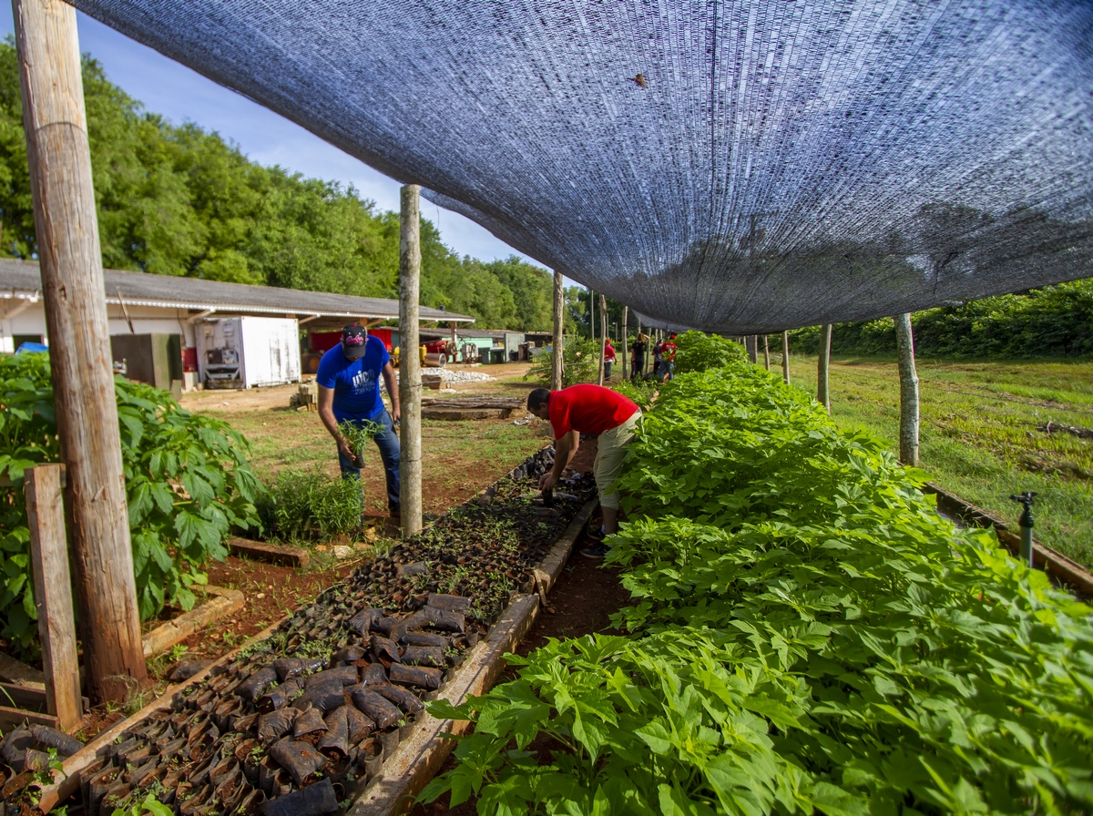 La producción de alimentos 