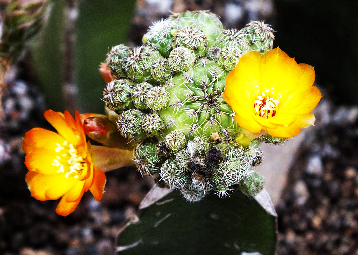 Utilizando técnicas de macrofotografía podemos descubrir un mundo de belleza escondida en los cactus y suculentas.