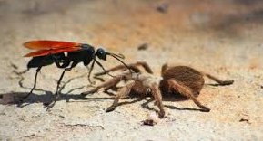 La avispa parasitoide natural pone un huevo sobre su huésped