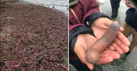 Invasión de peces-pene en Bahía de California