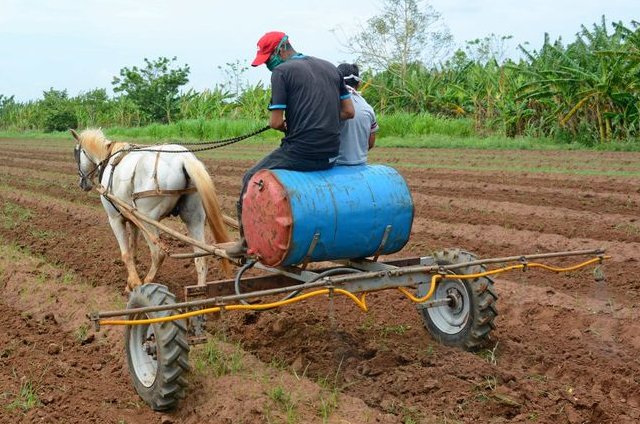 Crecen áreas de producción de alimentos