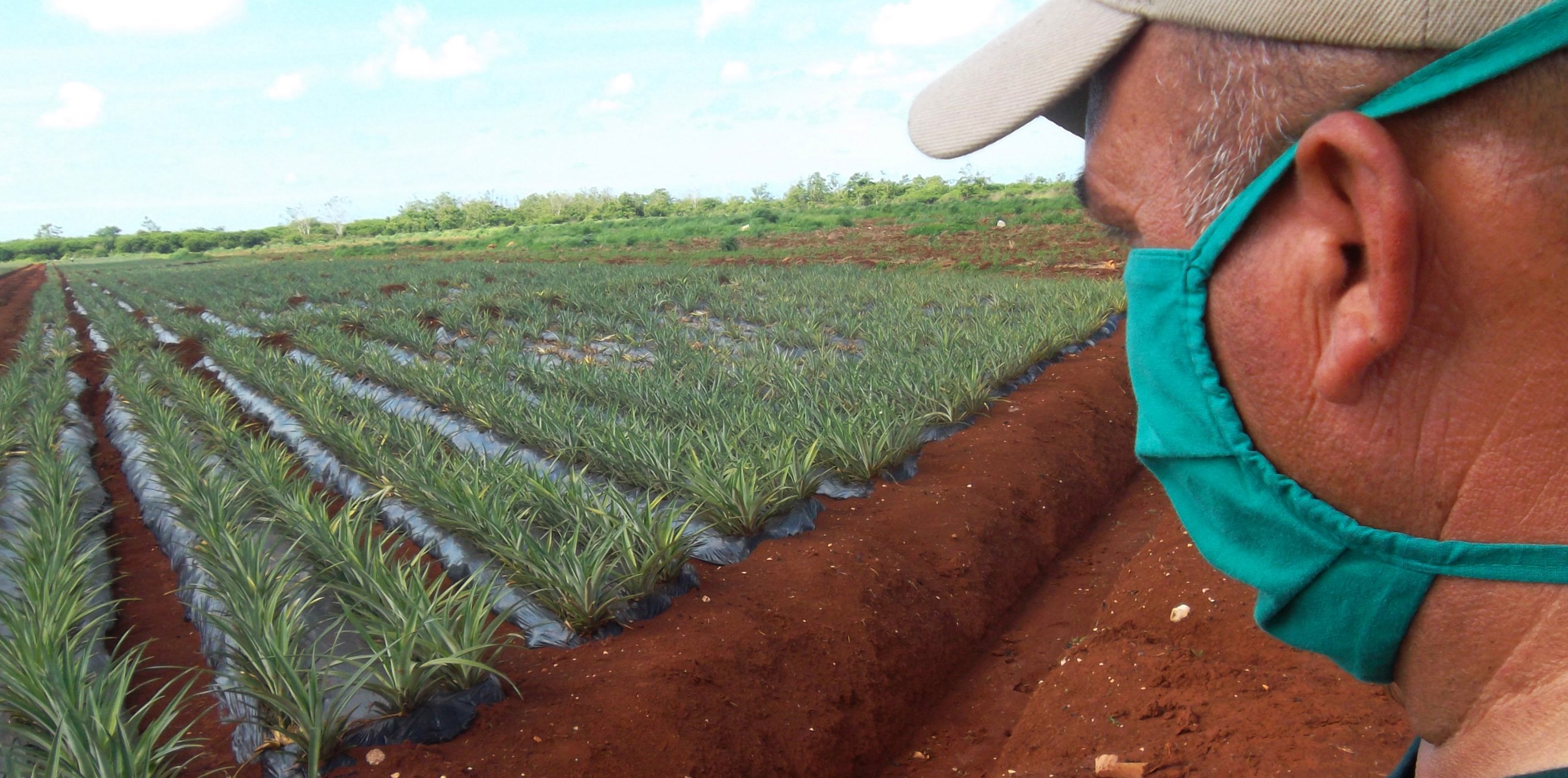 El cultivo de la piña