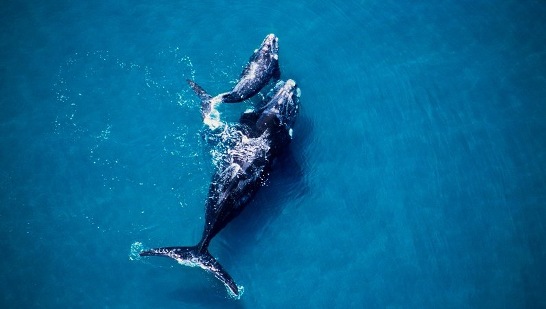 Las ballenas