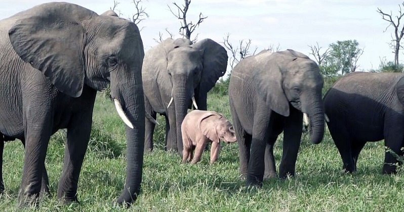 Elefante rosado en Sudáfrica