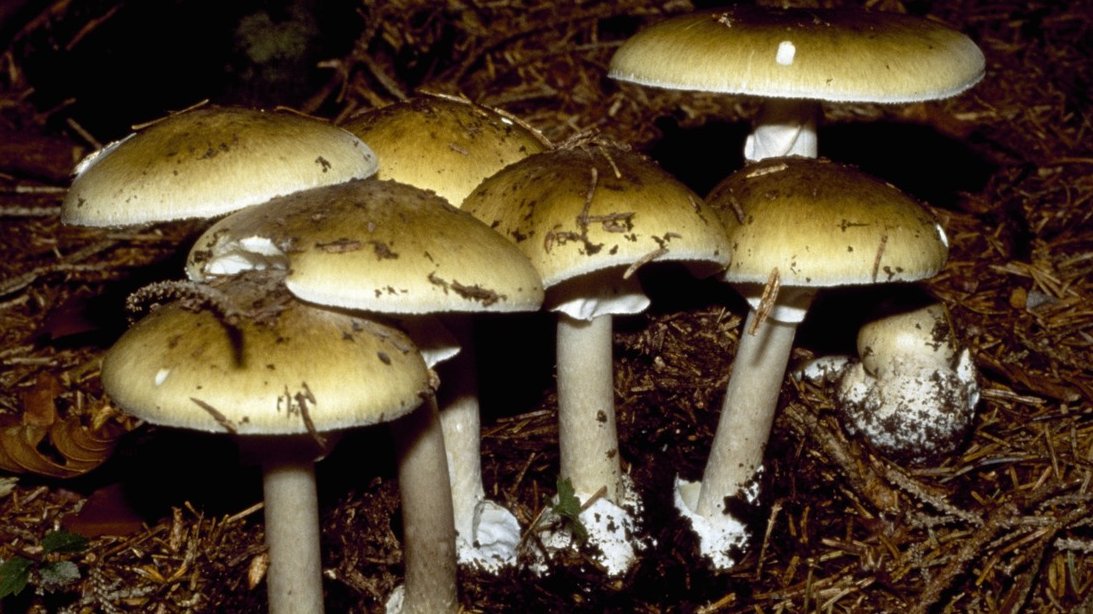 Setas venenosas Amanita phalloides