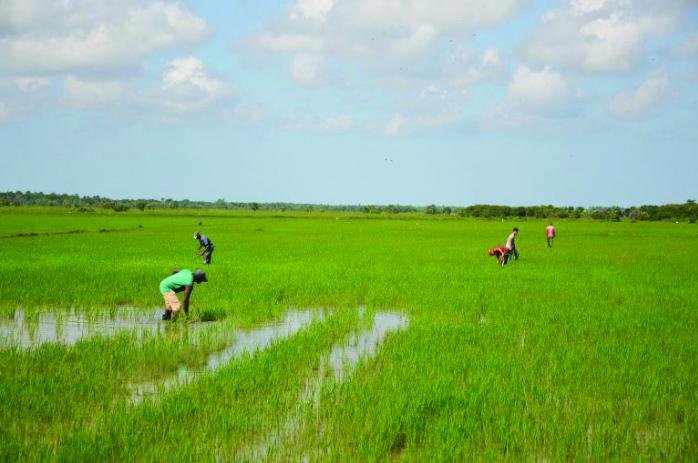 La producción de arroz