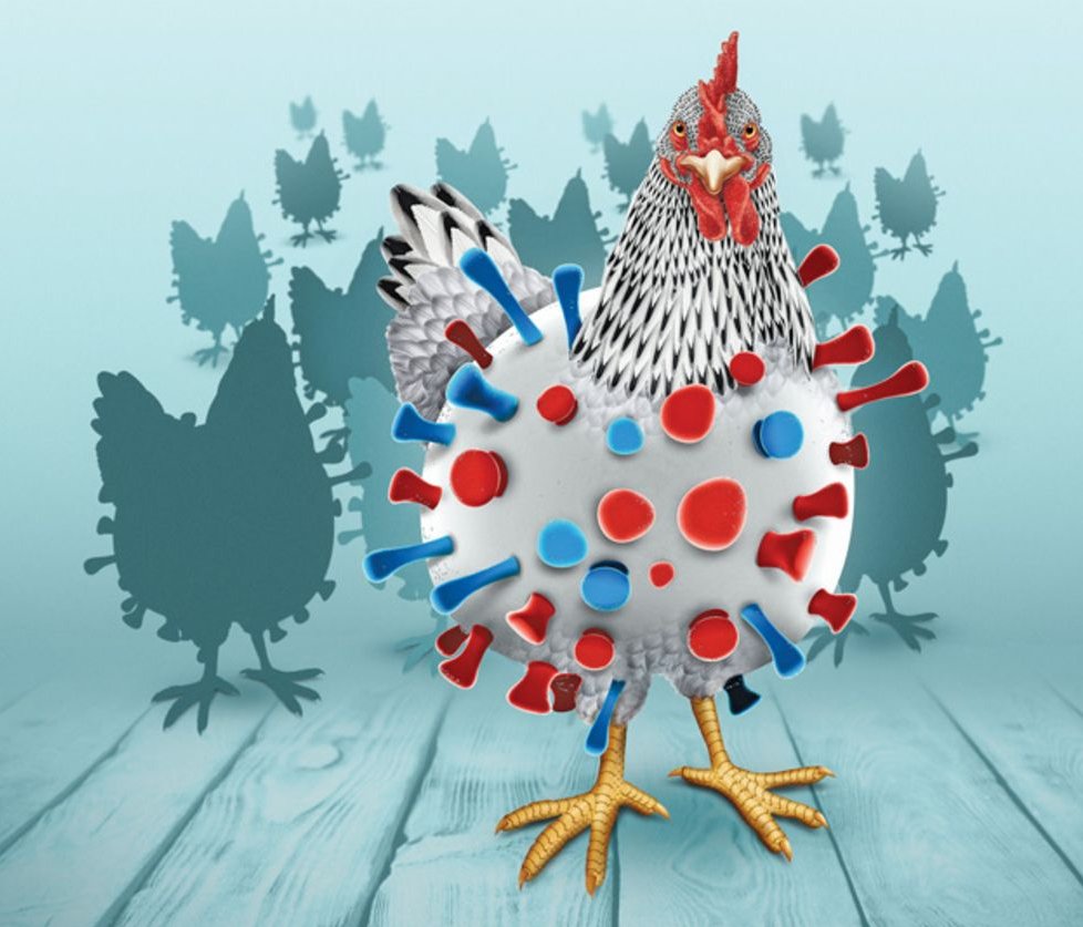 La gripe aviar H5 podría desatar una pandemia más mortal que el COVID