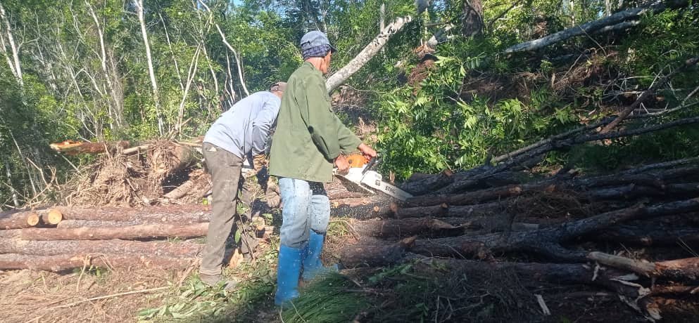 Madera de Pinar del Río