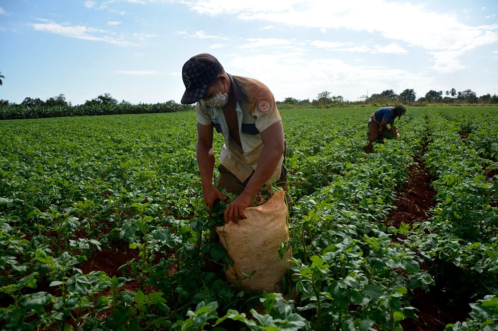 Producción de alimentos