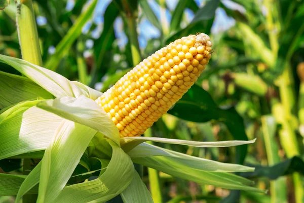 Soberanía alimentaria en Cuba: maíz y soya transgénicos contribuirán a sustituir importaciones