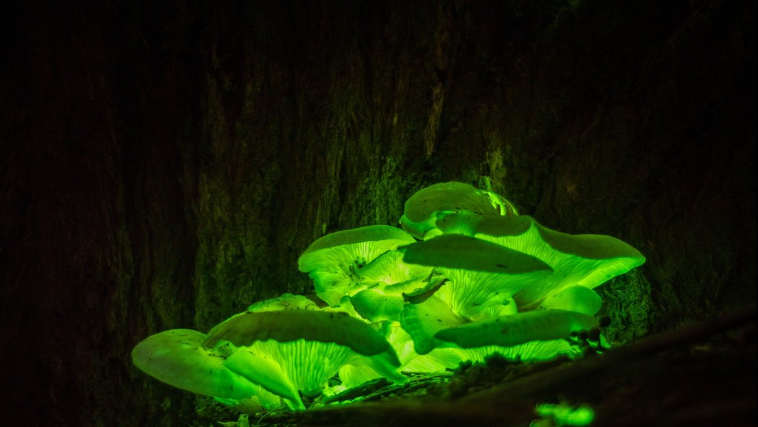 Omphalotus nidiformis, hongo bioluminiscente