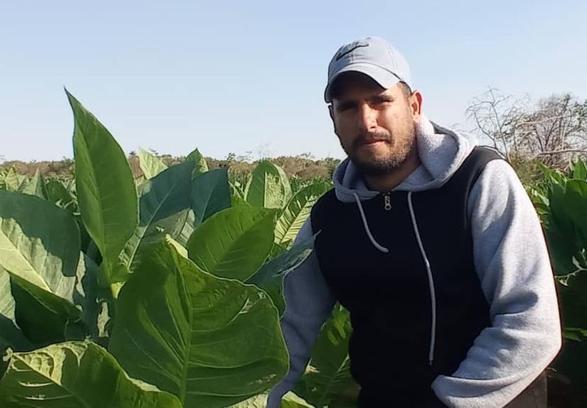 Para Yasiel no hay imposibles cuando se trata de hacer producir la tierra. En la actual campaña tuvo contratadas 200 000 posturas de tabaco