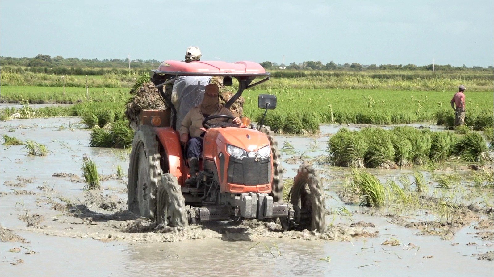 Siembra de arroz