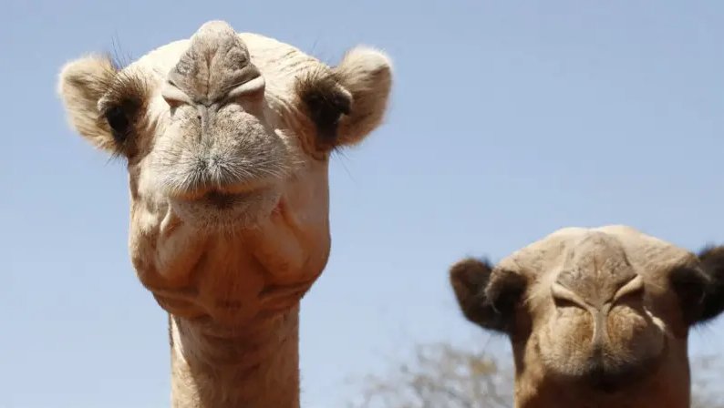 Camellos