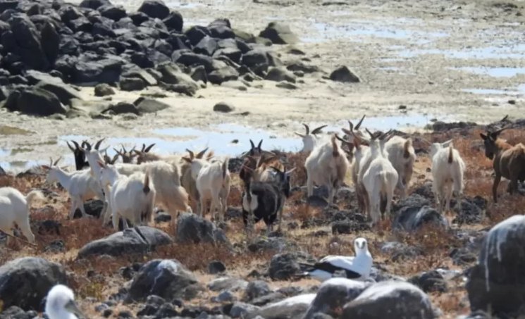 Las cabras de Santa Bárbara no solo sobrevivían, sino que prosperaban