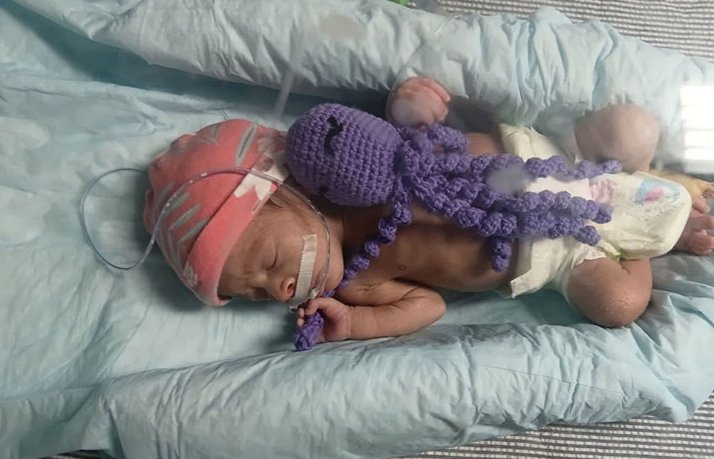 Pinar del Río comienza el uso de pulpos neonatales 