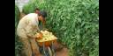 Tecnología de cultivo semiprotegido