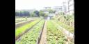 Agricultura urbana y suburbana