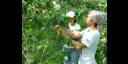 Jóvenes cubanos apoyan cosecha cafetalera