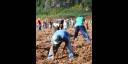 Jóvenes cienfuegueros vinculados a la producción agrícola