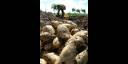 Incrementan Agricultura Suburbana en Camagüey