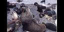 Lobos marinos de las Islas Galápagos