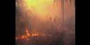 Incendio forestal