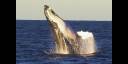 Ballenas jorobadas están de vuelta a las aguas atlánticas