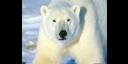 Oso polar