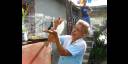 Sinfonía con plumas