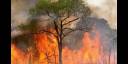 Emisiones de CO2 por incendios forestales han sido sobrevaloradas