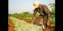 Agricultura suburbana