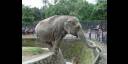 Elefante del Zoológico Nacional de Cuba