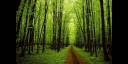 Bosque Macedonio