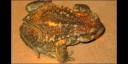 sapo común (Bufo bufo)