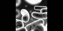 Bacterias