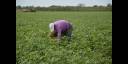 Cuba trabaja para garantizar la recuperación gradual del sistema de la agricultura. 