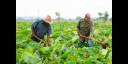 Agricultura cubana
