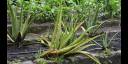 Plantas medicinales