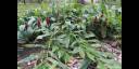 Plantas medicinales