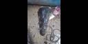 Cabeza de cocodrilo adulto con el fin aparente de embalsamarla