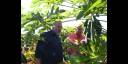 Asimismo dialogó con el productor de Guanajay, y Alexander Escalona Clemente, quien siembra cultivos varios y obtiene un rendimiento de hasta 150 libras de frutabomba en cada planta