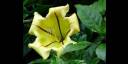 Flor cáliz