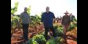 Asimismo dialogó con el productor de Guanajay, y Alexander Escalona Clemente, quien siembra cultivos varios y obtiene un rendimiento de hasta 150 libras de frutabomba en cada planta